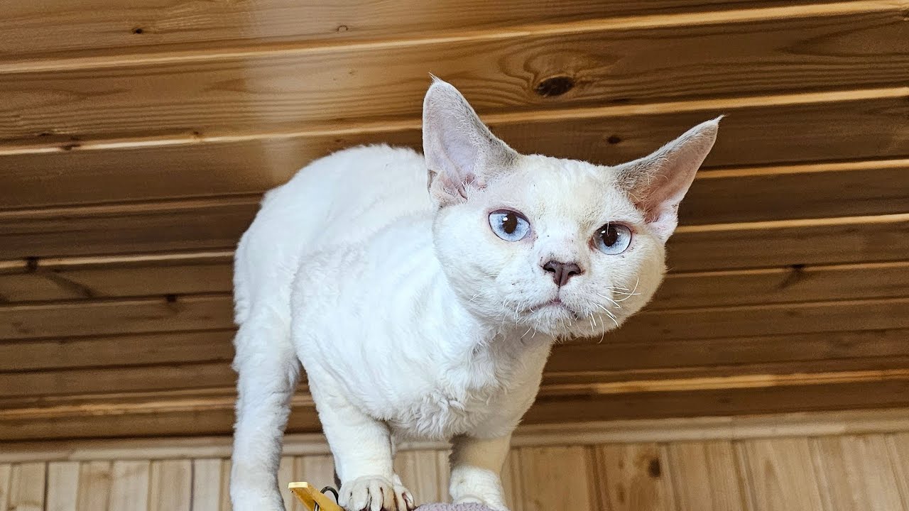 Мои котики девон рекс, у нас новый житель)
