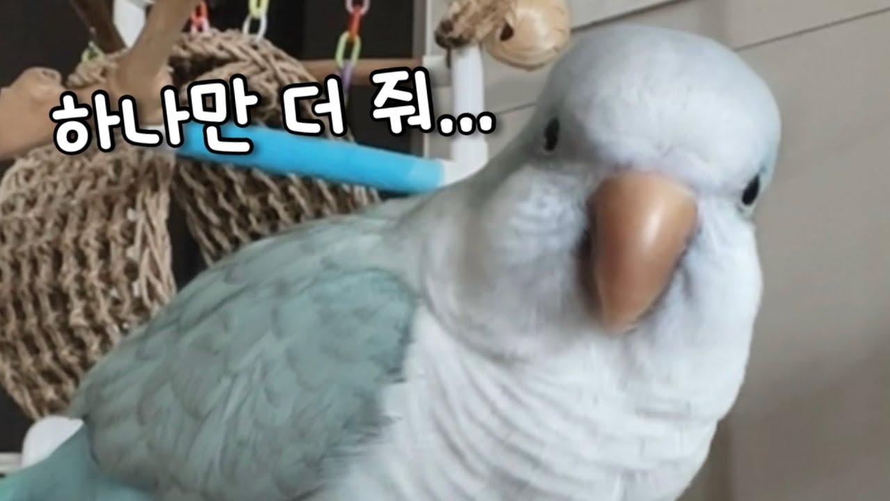 앵무새도 밥보다 간식이 더 좋다꾸