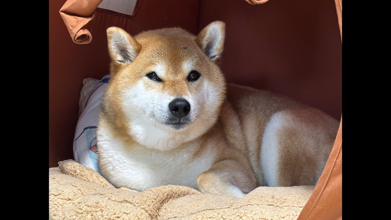 でか柴犬よもぎ運動に食事も終えてお昼寝🐕💤