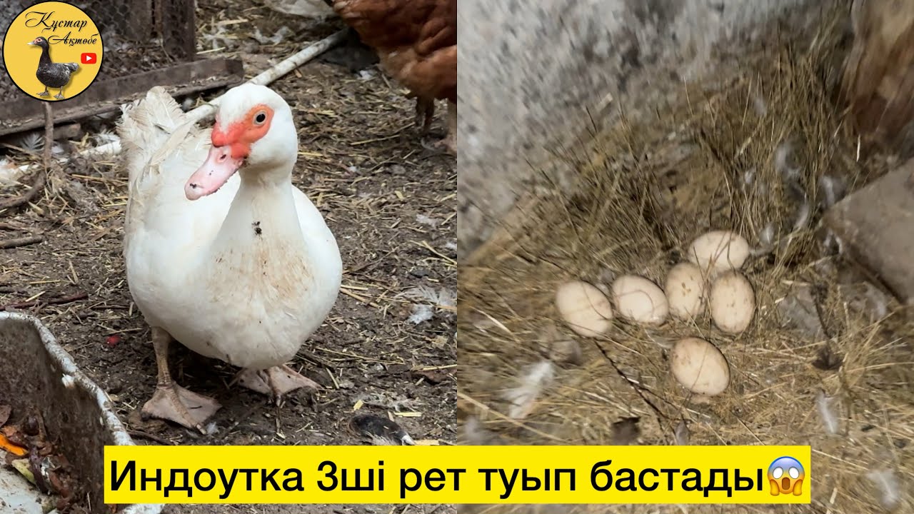 Ақ индоутка 3ші рет күзде туып бастады. 26.09.2025ж