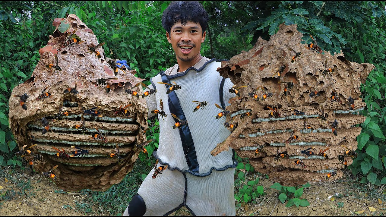 សំបុកឱម៉ាល់នៅលើចុងកកោះធំណាស់