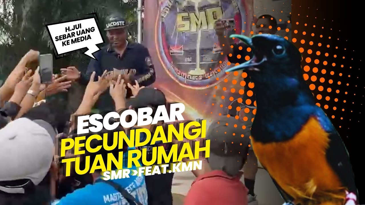 ESCOBAR PECUNDANGI TUAN RUMAH😱 #muraibatu #kicaumania SMR Feat. KMN Cibubur