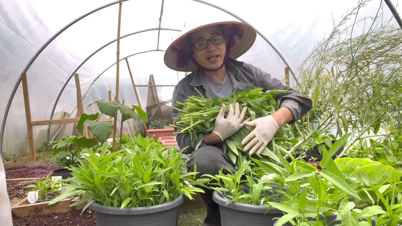#405.Thu hoạch rau muống trồng chậu không đục lỗ,và chia sẻ cách chăm hiệu quả khi trồng ở xứ lạnh.