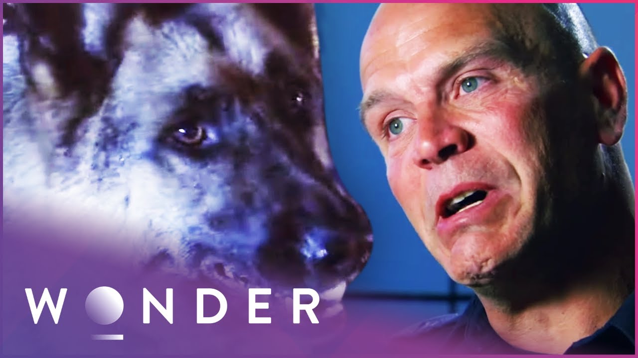 Police Dog Makes The Ultimate Sacrifice To Stop Armed Gunman | Pet Heroes S1 EP24 | Wonder