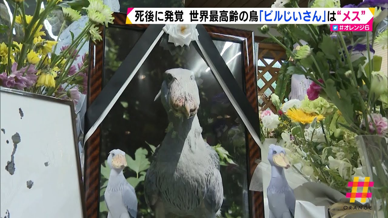 世界最高齢で死んだハシビロコウ「ビルじいさん」はメスだった！？（静岡県）