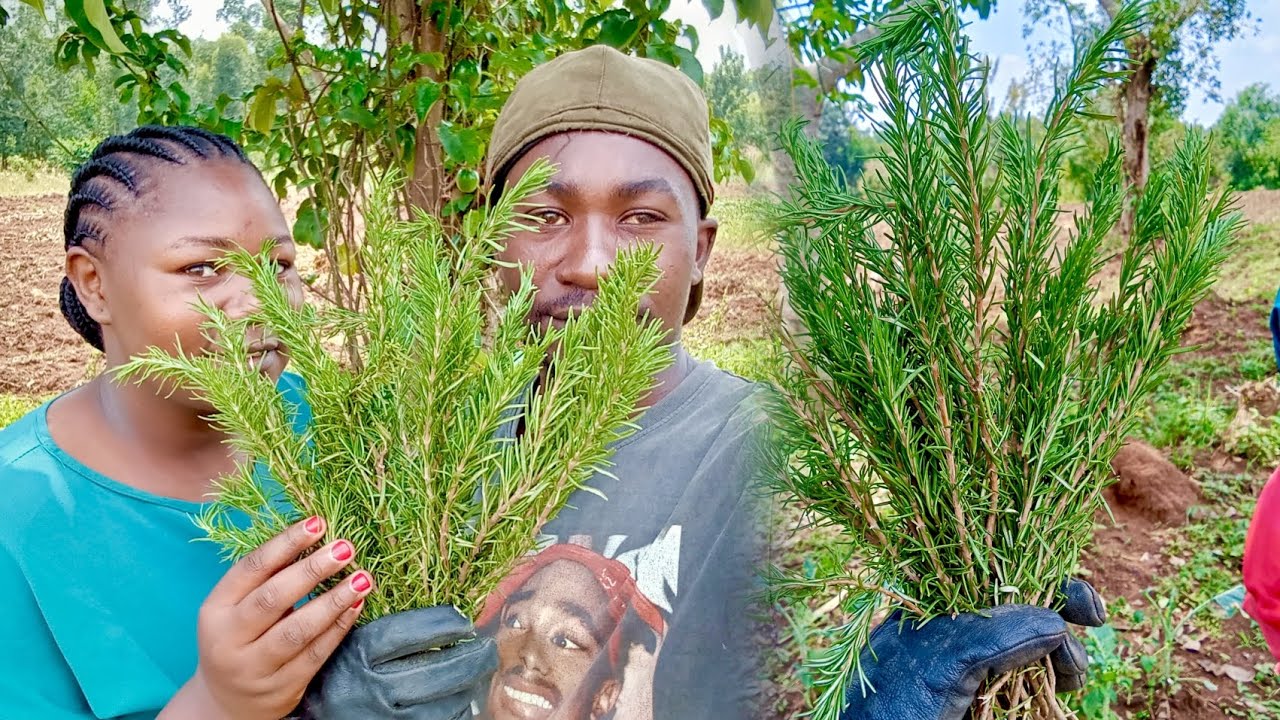 Integrated Pest Management (IPM) By The Use Of Rosemary! 