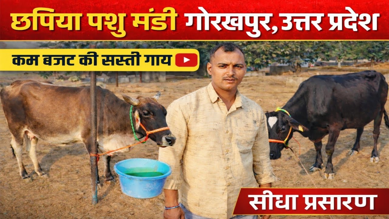 गरीब किसान के बजट की गाय 🐄 | छपिया पशु मंडी | आज का रेट | Chhapiya Pashu Mandi Gorakhpur Up