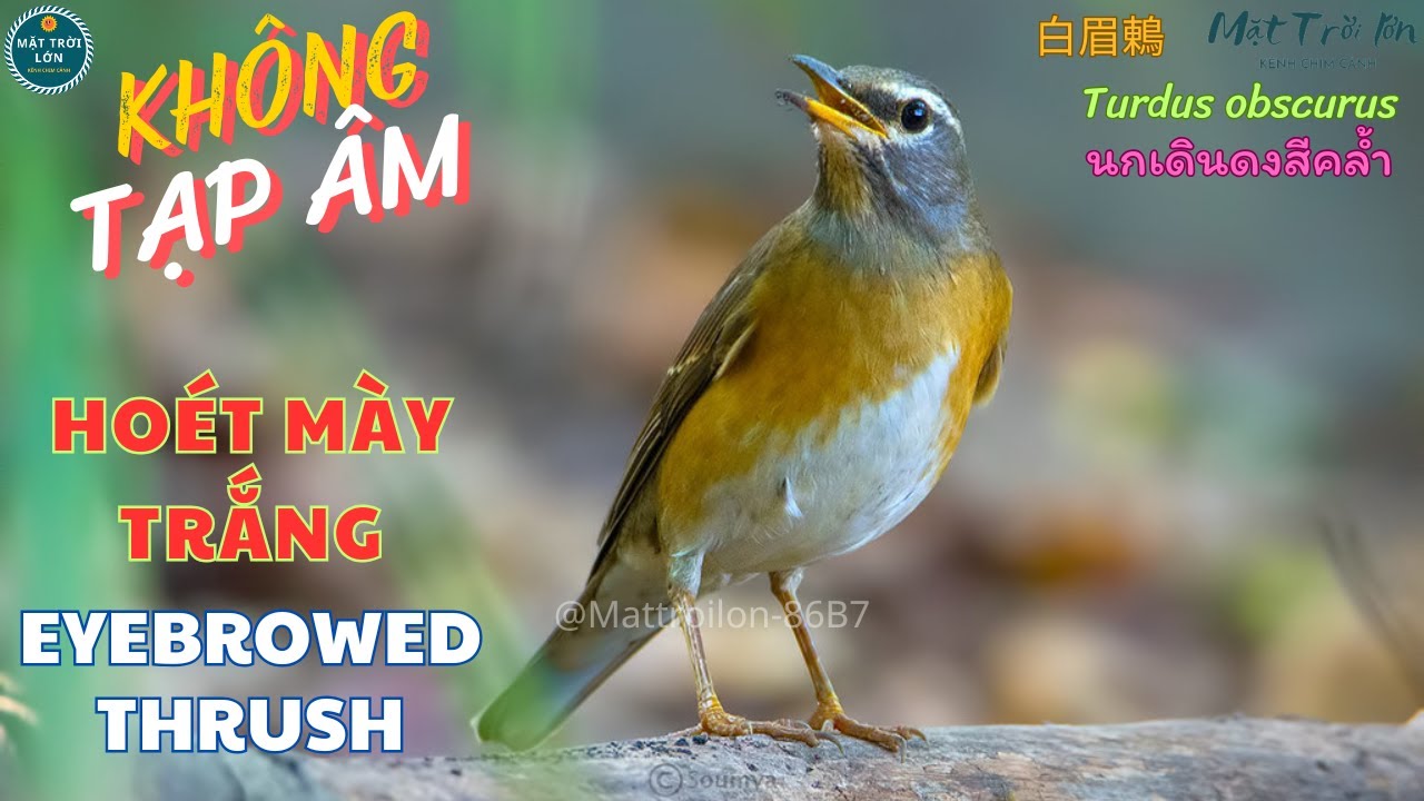 ✅Tiếng chim Hoét mày trắng không tạp âm | Eyebrowed Thrush |  นกเดินดงสีคล้ำ | 白眉鶇