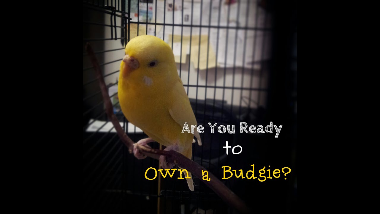 Are You Ready to Own a Budgie & Tips for New Parakeet Owners