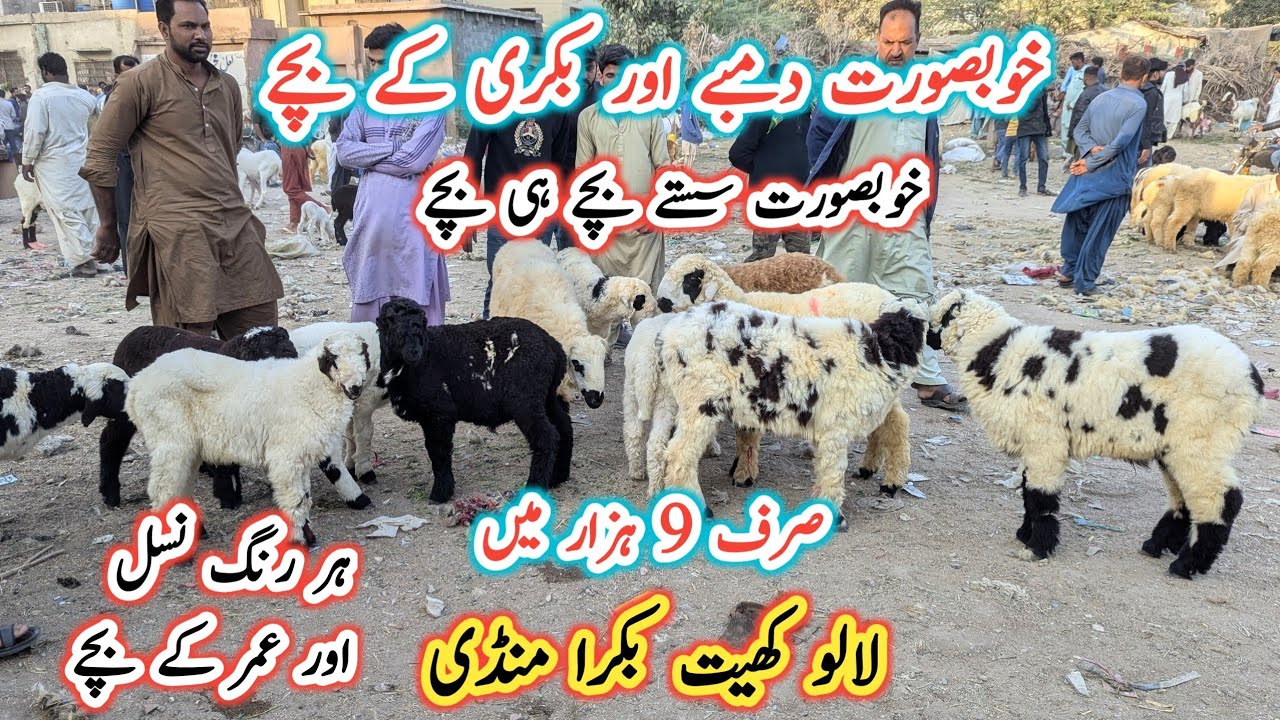 Lalukhet Bakra Mandi Latest Update l Goat Babies l Larkana Dumba kids l Bakra Mandi 2025 l