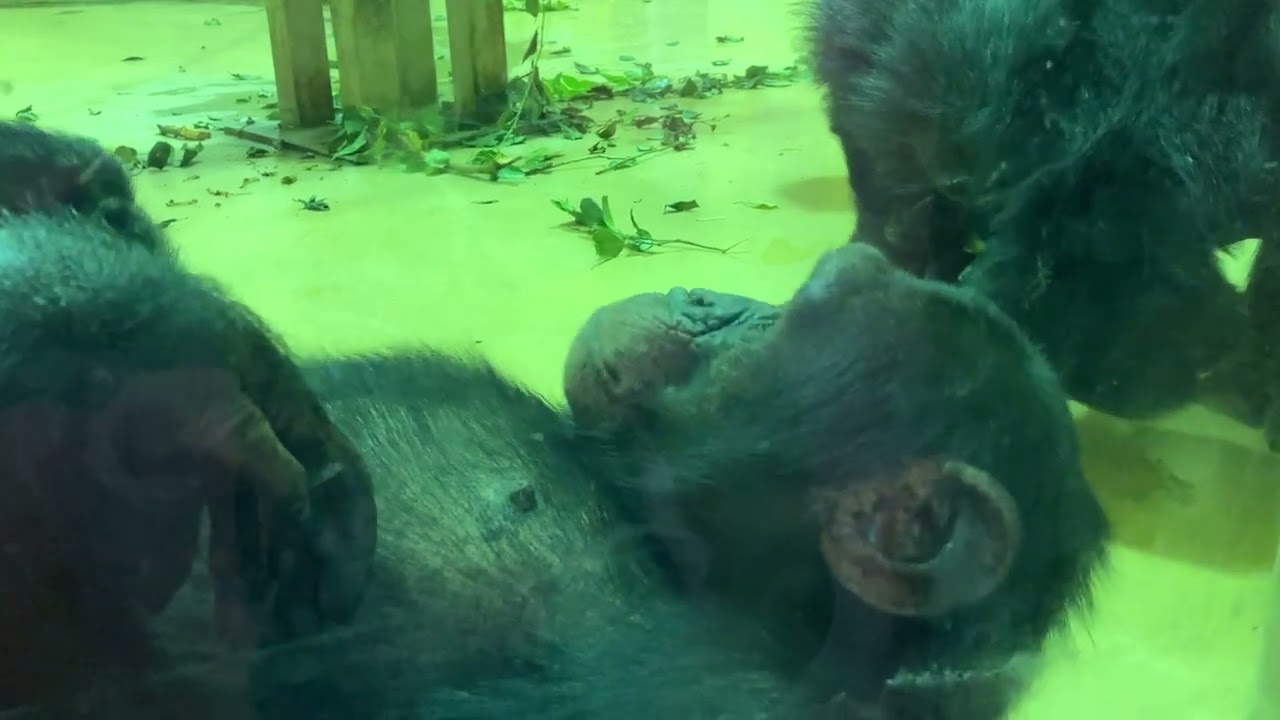 🐵目の前で寝転ぶ姿を見ていると家族の一員になったような気がする💕😊