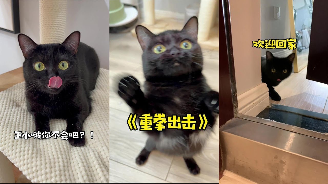 【一只黑糖啵啵🐻】家里养了5只猫是什么体验