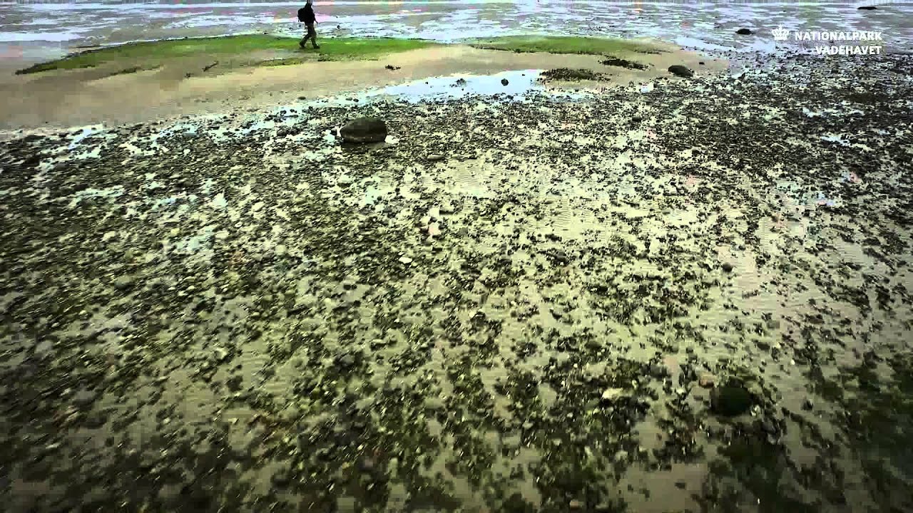Hjerpsted og Ballum – Nationalpark Vadehavet
