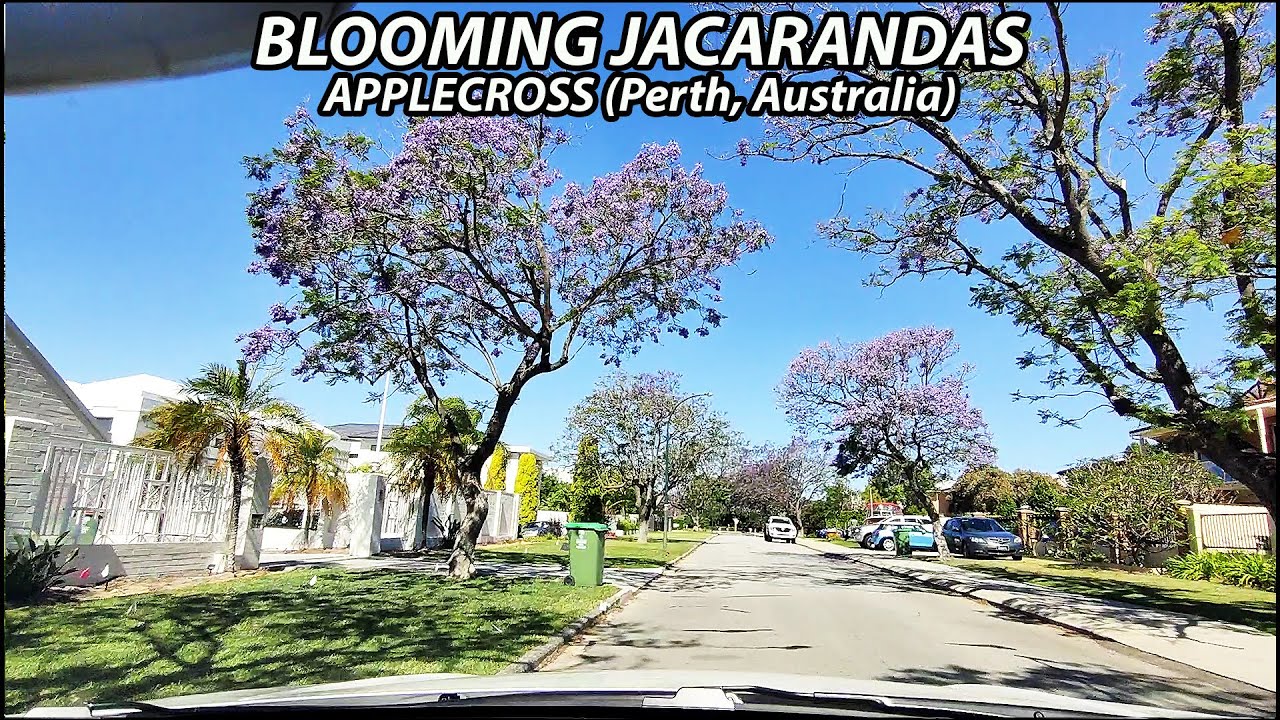 APPLECROSS - Pretty Neighborhood in Perth With Blooming Jacarandas (Driving Tour Australia)
