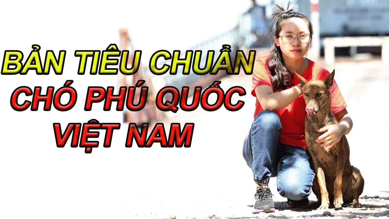 BẢN TIÊU CHUẨN CHÓ PHÚ QUỐC VIỆT NAM - The Best Standard of Phu Quoc Dogs