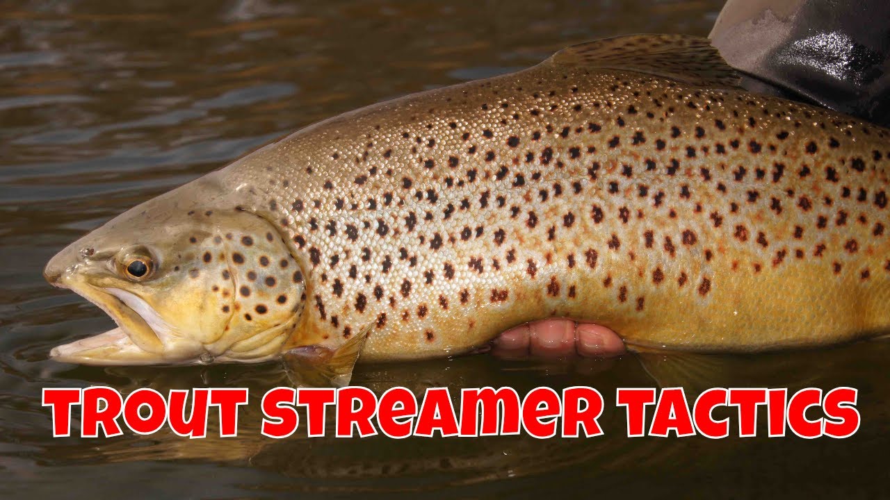 Trout Streamer Tactics | Ontario