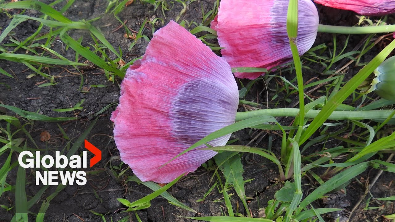 Edmonton police seize 60,000 opium poppies from rural property, 2nd largest bust in Canadian history