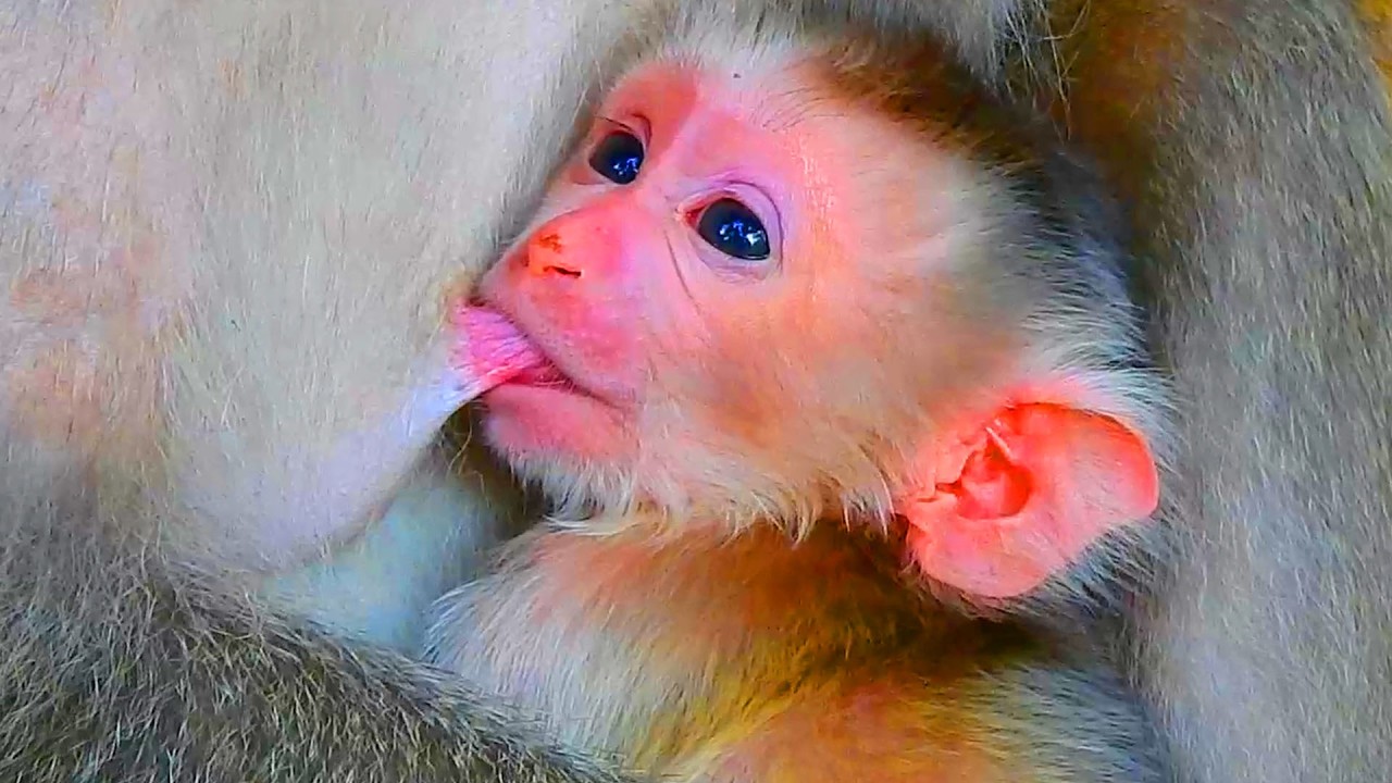 How cute newborn breastfeed his first milk from mother, Newborn breastfeeds a lot coz he feel hungry