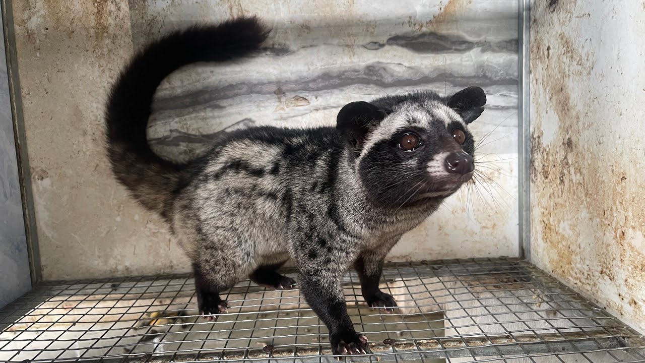 vào mùa giao phối bổ xung gì cho Cầy Hương đực hăng