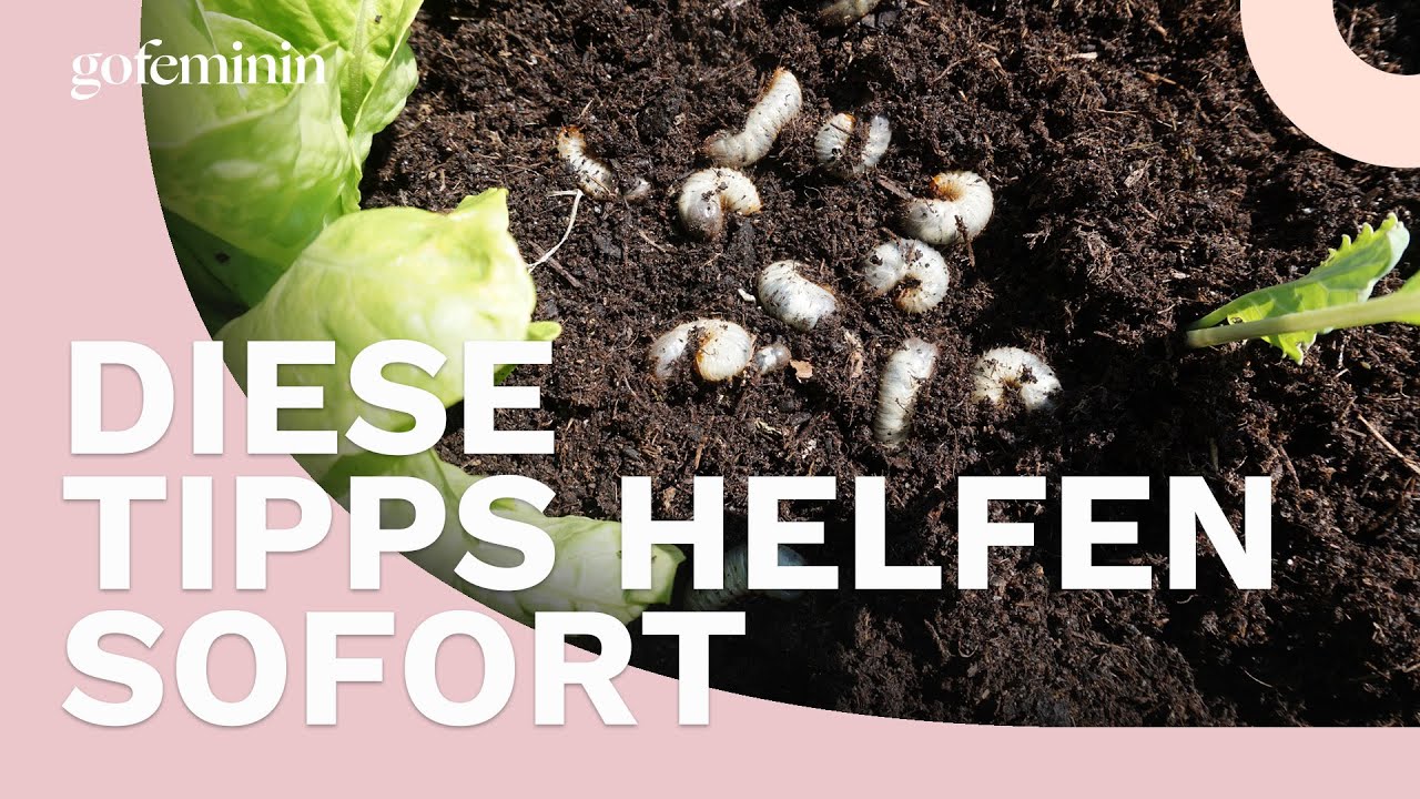 Gartenretter: So befreist du Hochbeet und K&uuml;bel von Engerlingen