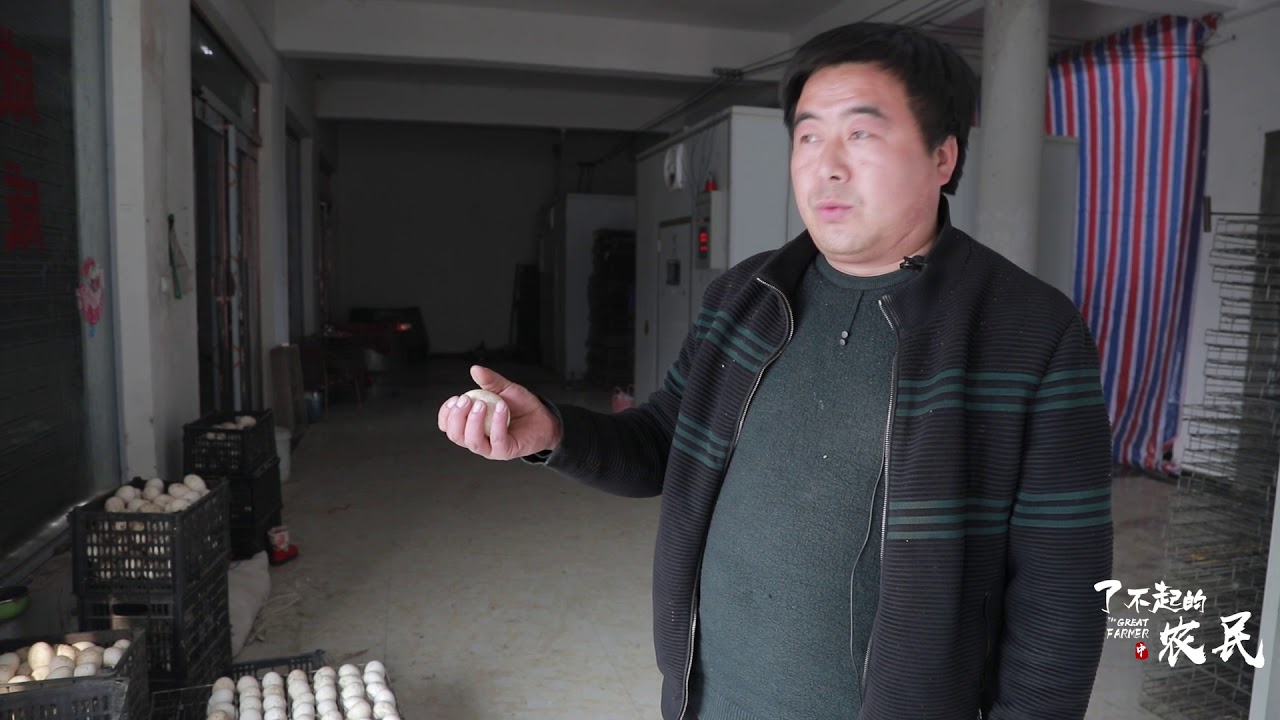 孵化鹅苗的蛋还有讲究？这几种鹅蛋绝对不出苗，养殖户别瞎费功夫