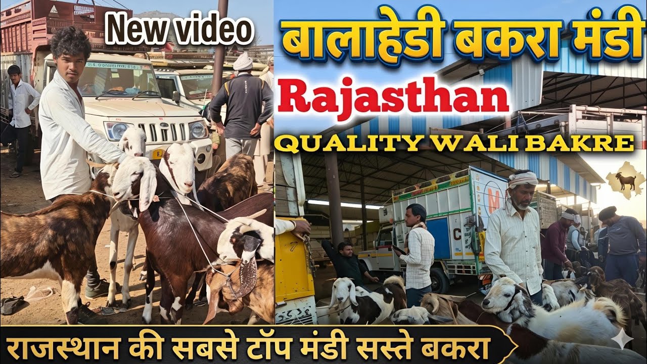 राजस्थान की टॉप क्वालिटी के बकरे सस्ते रेट में Balahedi Bakra Mandi Rajasthan New video #bakramandi