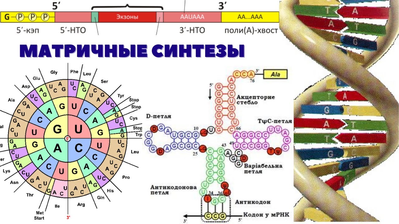 МАТРИЧНЫЕ СИНТЕЗЫ &ndash; репликация, транскрипция, трансляция. ОБЩАЯ БИОХИМИЯ. ЛЕКЦИЯ 8