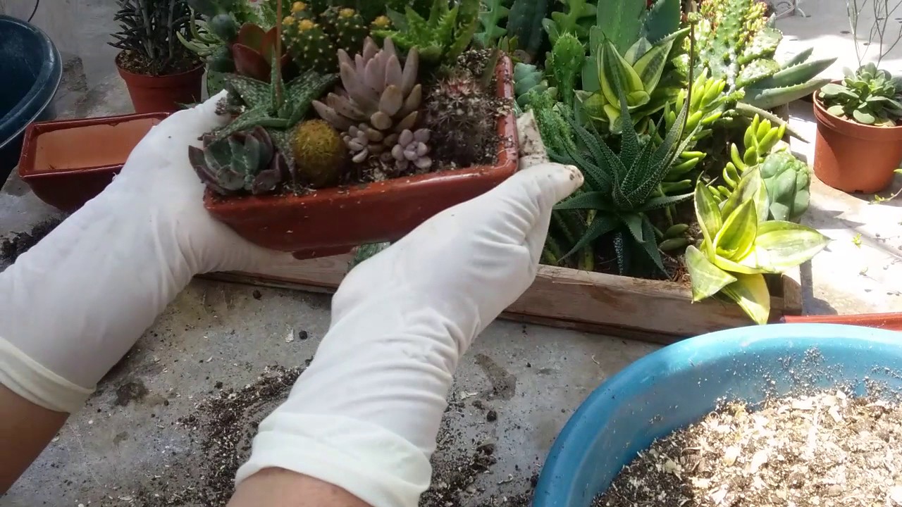 COMO HACER DECORACIONES CON CACTUS Y SUCULENTAS PASO A PASO