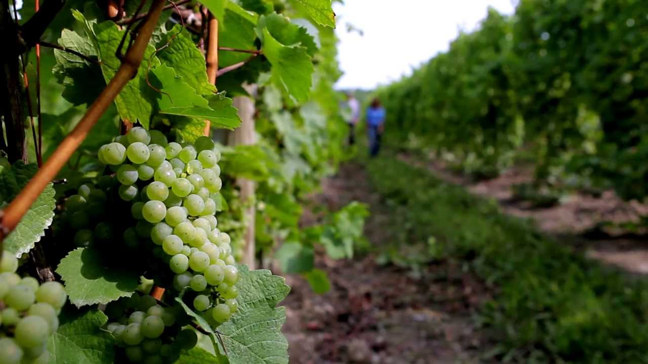 Finger Lakes Wine Month: Terroir of the Finger Lakes