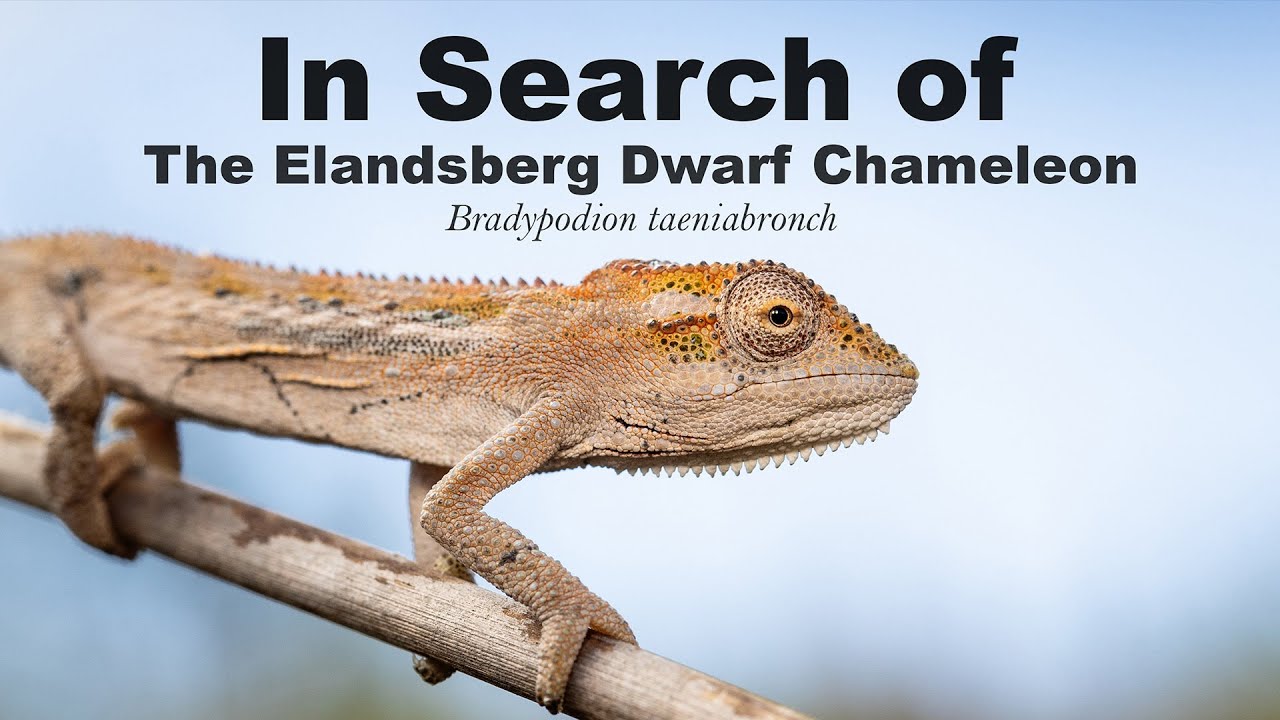 In Search of The Elandsberg Dwarf Chameleon: This was supposed to be the last one...