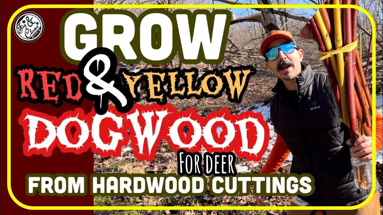 Red Osier Dogwood / Yellow Twig for Deer - Hard Cuttings 🌱 #plants #plantpropagation #deerhunting