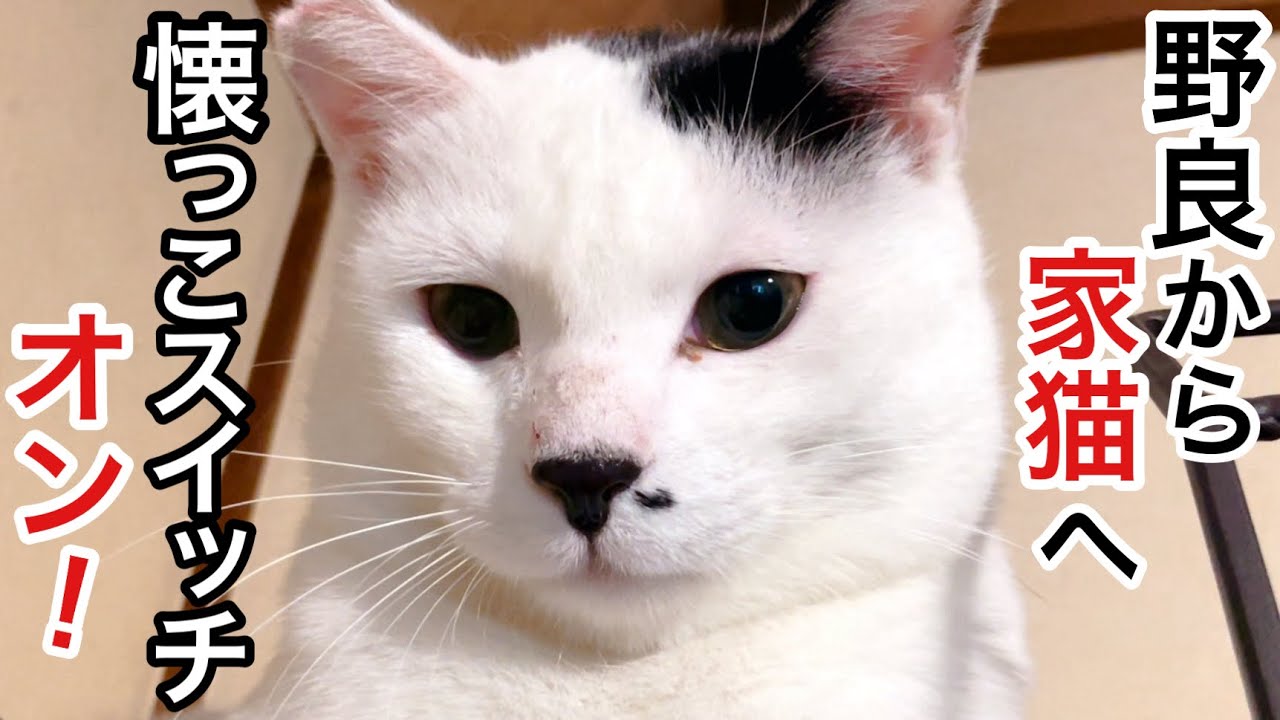 モーモー牛柄の元野良猫､ついに懐っこスイッチ入る!
