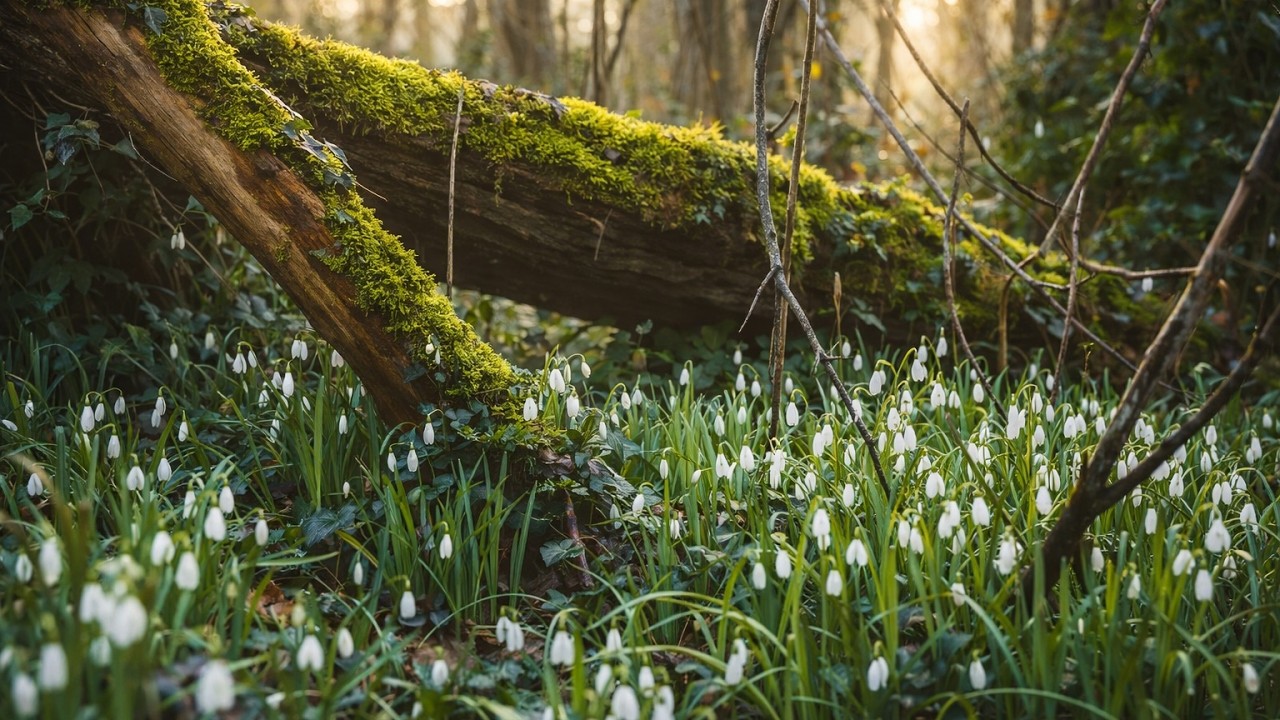 After the Rain — Flowing Water and Bright Moss in France