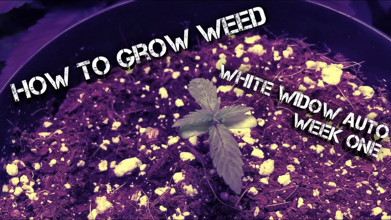 How To Grow Weed| White Widow Auto Week 1