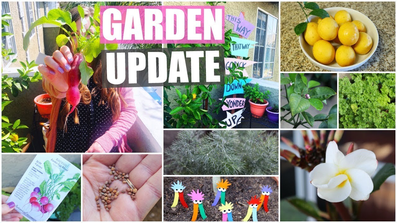 Garden Update & Tour! Lemons, Radish, Herbs & More | Summer 2019