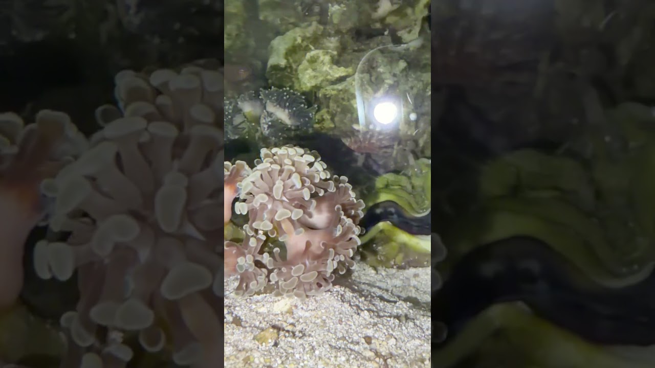 Hammer coral growing