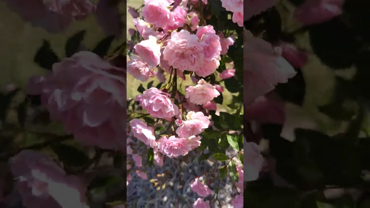 Rose Bushes 💐 at Victoria Park, Waimate, New Zealand, Dec 2025 