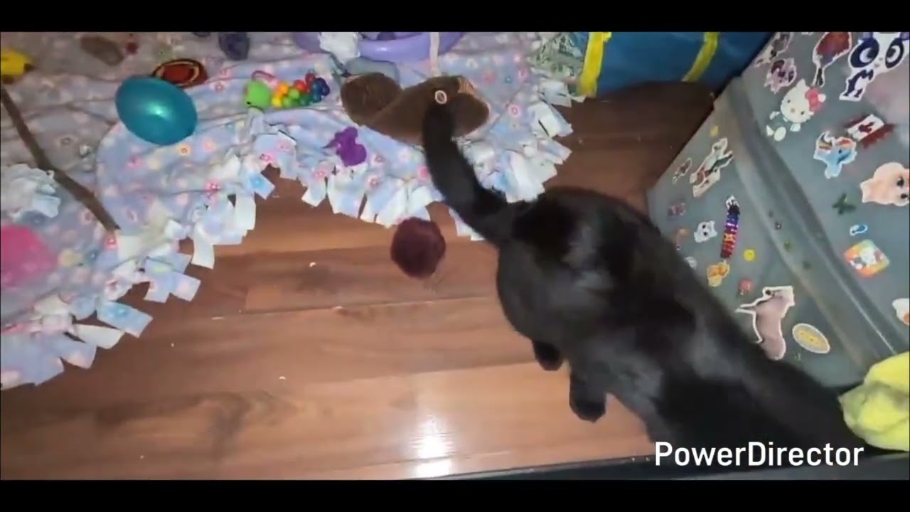 My Cat Vlog Destiny #12 Finding   Out My Cats A Male 