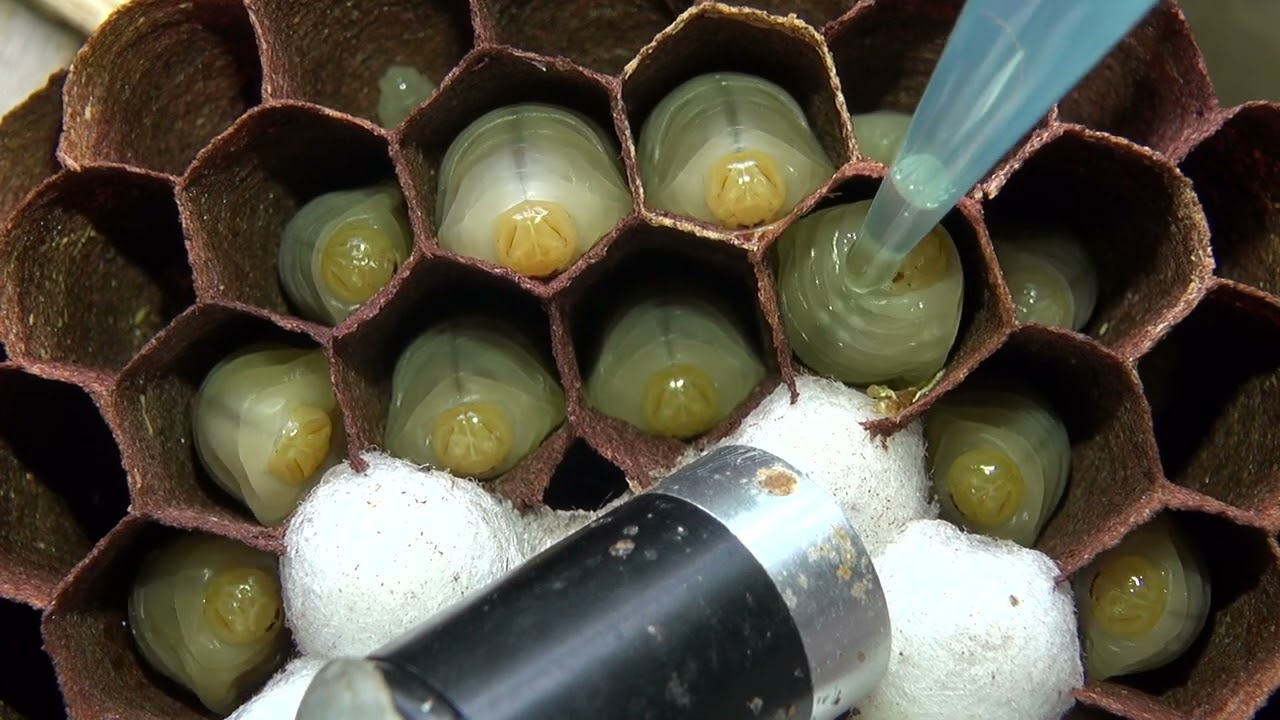 Hornet (Vespa velutina) larvae making scraping sounds with their mandibles