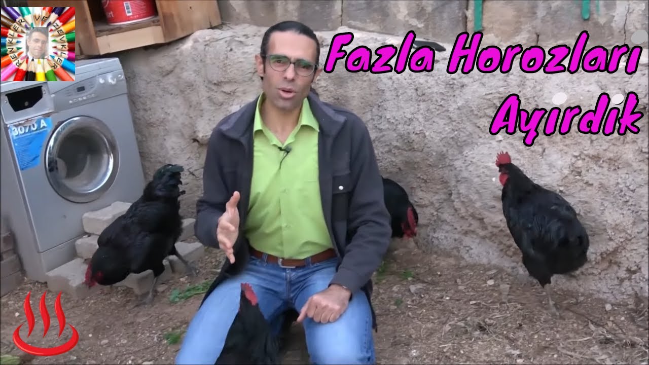 Damızlık Kümkeslerde Kaç Tavuğa Kaç Horoz Gereklidir?