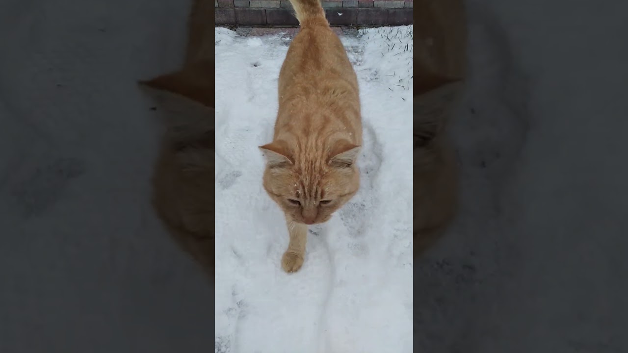 Арктическая тоска🤣 #котоканал #cat #прикольныекоты #веселыекоты #котик #funnyshorts #кот #мем