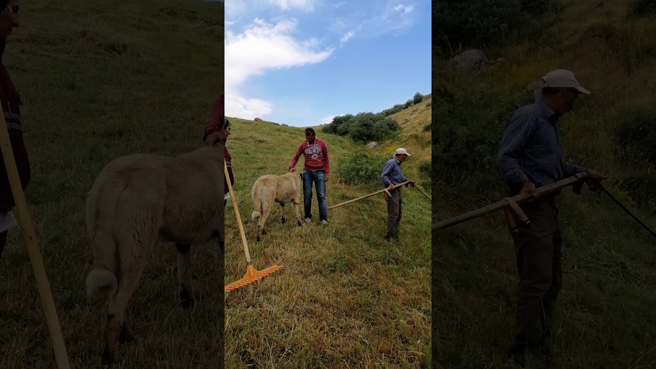 Erzincan Tercan Tepebaşı