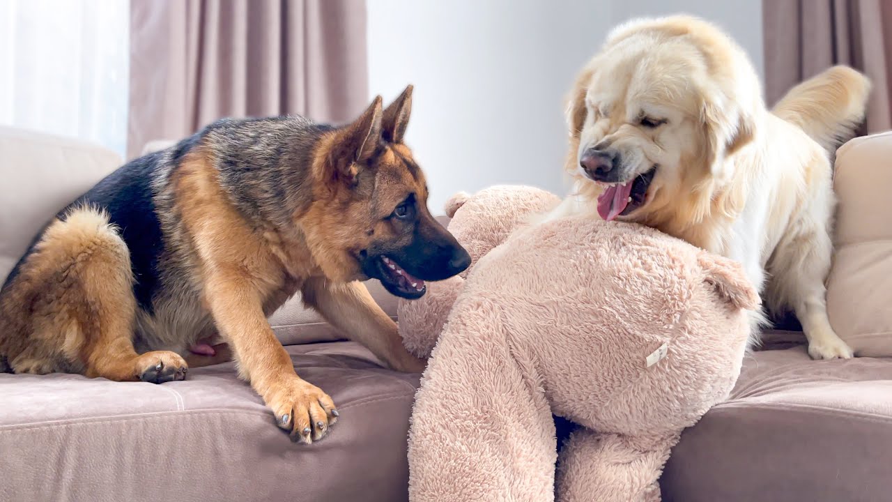 Golden Retriever doesn't want to share his toy with a German Shepherd