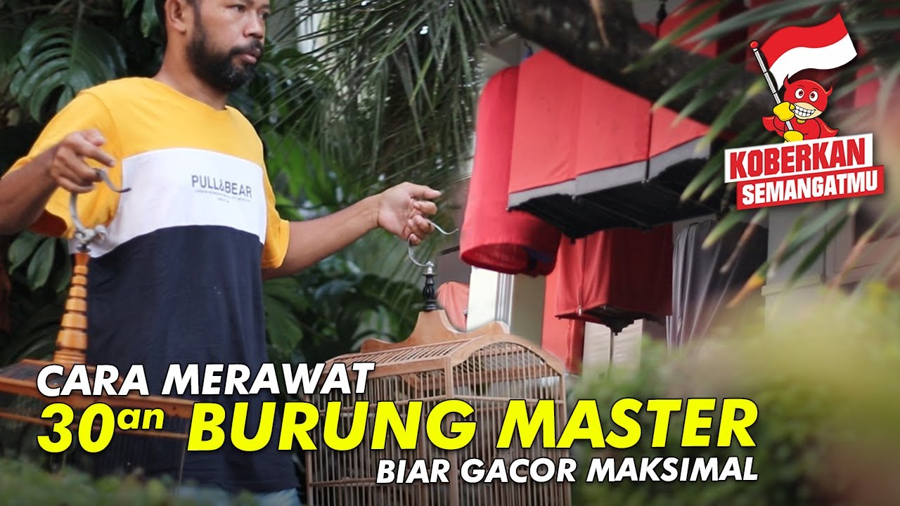 Sekolah Burung #17: Cara Merawat 30an Burung Master Biar Gacor Maksimal