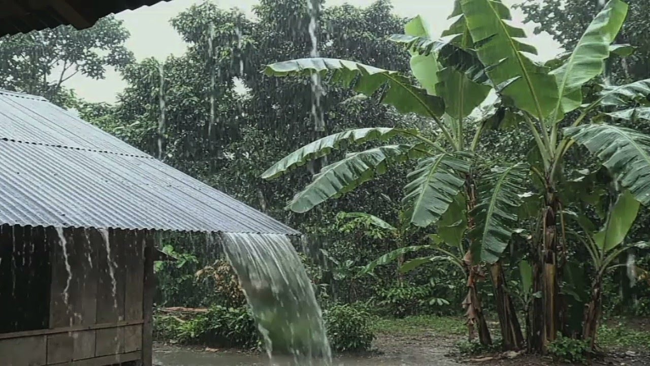 Calm Rain in the Countryside 🌿 Nature ASMR for Relaxation & Meditation