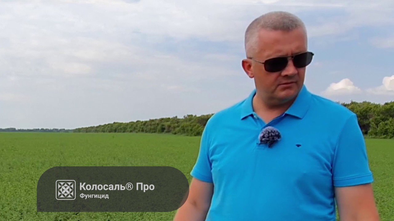 ЗАЩИТА ОТ БОЛЕЗНЕЙ нута - (BASF, Syngenta, Bayer, Август) - выбираем фунгицид.