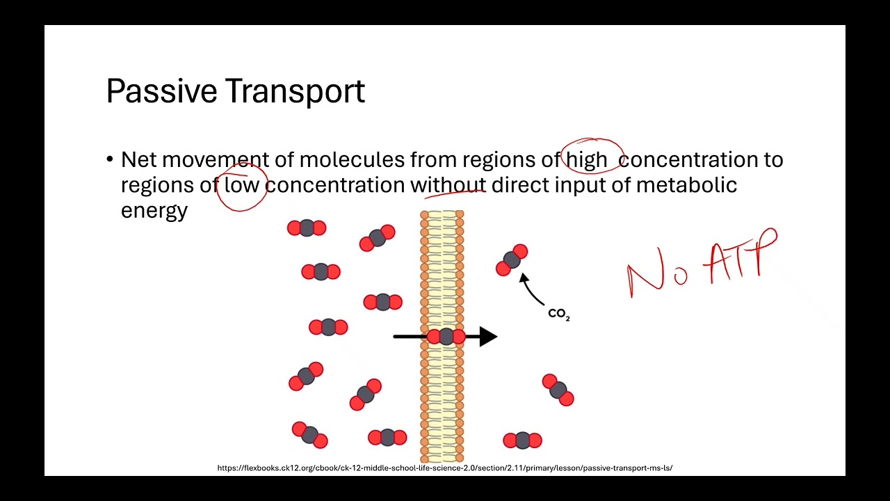 2.5 Membrane Transport