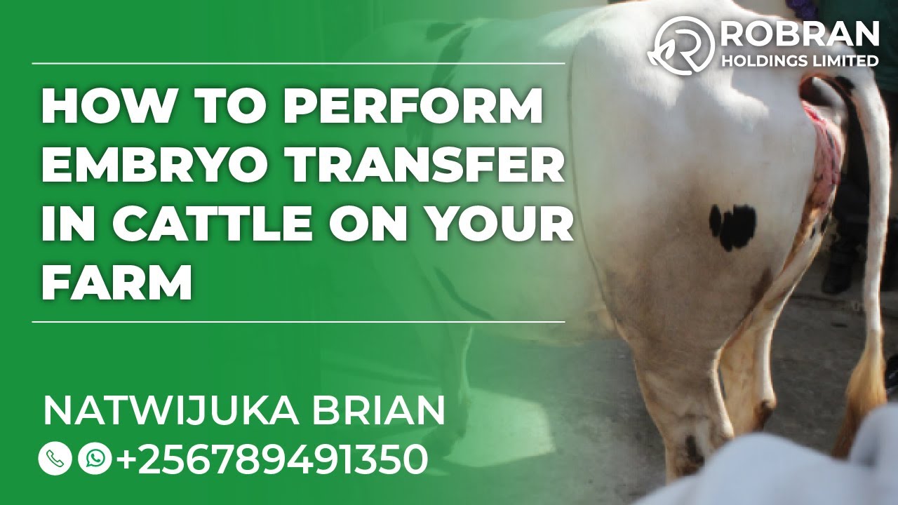 HOW TO PERFORM EMBRYO TRANSFER IN CATTLE ON YOUR FARM ll Natwijuka Brian +256789491350