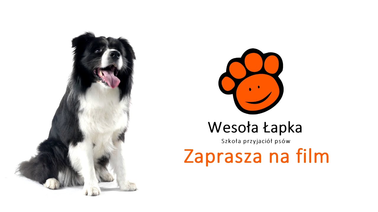 Motywacja i nagroda. Jak uczyć psa, jak go motywować