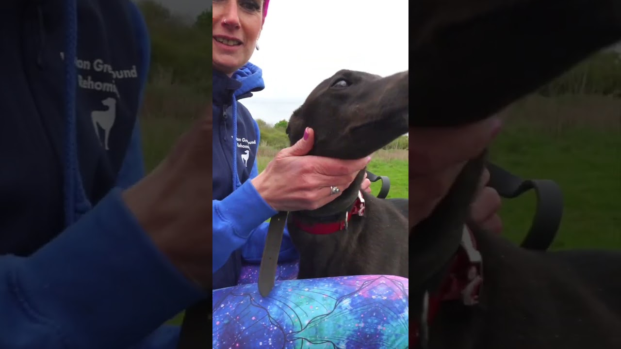 ADOPT A GREYHOUND 🎤🐾